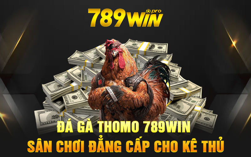 Đá gà Thomo 789Win - Sân Chơi Đẳng Cấp Cho Kê Thủ