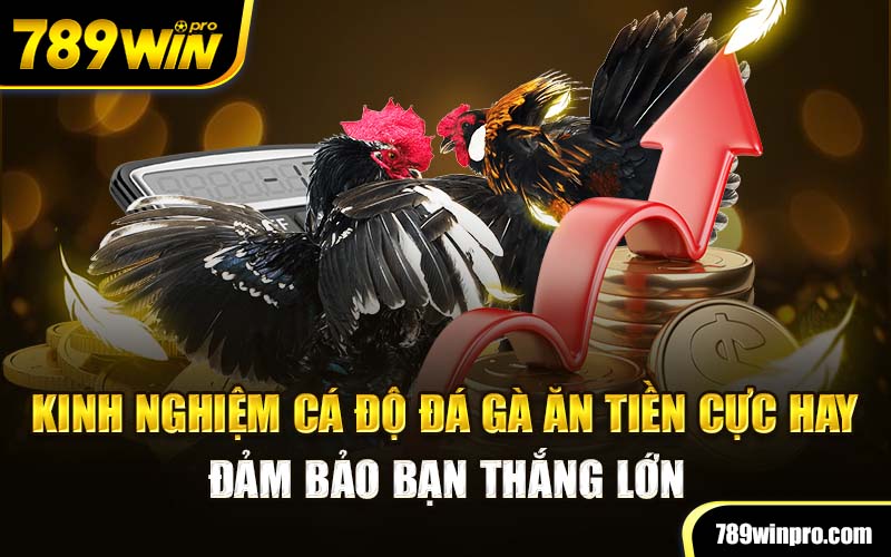 Kinh nghiệm cá độ đá gà ăn tiền cực hay đảm bảo bạn thắng lớn