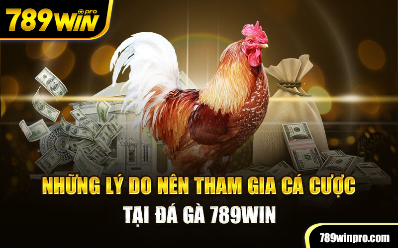 Những lý do nên tham gia cá cược tại đá gà 789Win